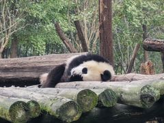 -都江堰中华大熊猫苑