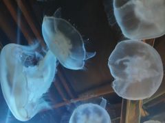 -西雅图水族馆