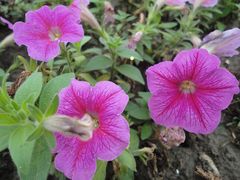 -上海市龙华烈士陵园