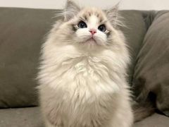 -猫十亿·布偶金渐层·曼基康矮脚猫舍(青年路店)