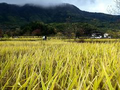 -塔川景区