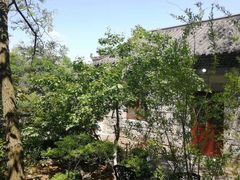 -原山国家森林公园