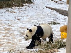 -栾川竹海野生动物园