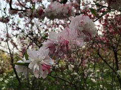 -南汇桃花村