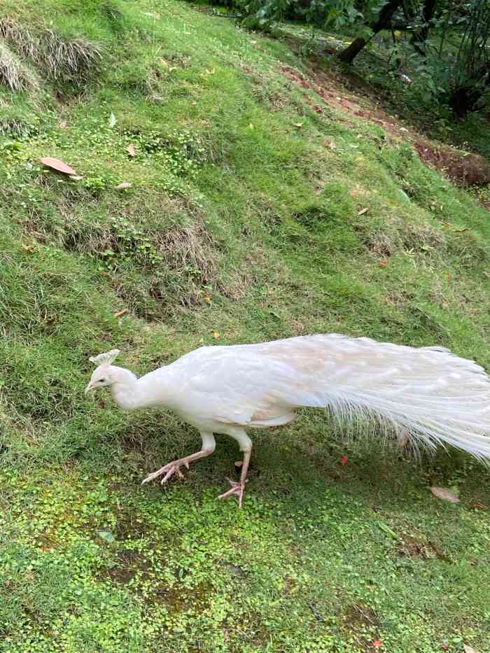 七彩大庄园-"很漂亮的一个地方,位于渝北木耳那边从主城.