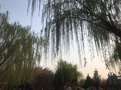 -西安青龙寺遗址景区