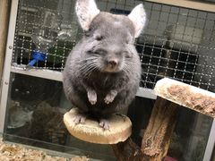 -藦茜花园宠物主题亲子互动体验馆(国顺东路店)