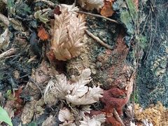-广州神农草堂中医药博物馆