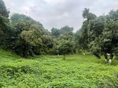 -张坝桂圆林公园