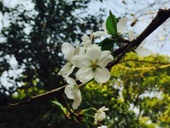 -武汉大学-樱园
