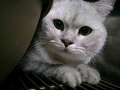 -安安宠医宠物医院·异宠·犬猫内科(岳阳分院)