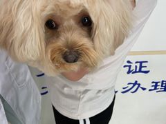 -申普宠物医院·眼科·心内科·影像科(普陀分院)