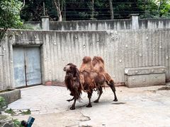 -成都动物园