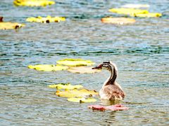 -野鸭湖国家湿地公园