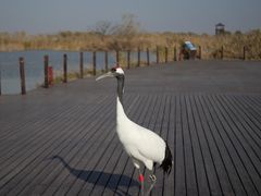 -盐城丹顶鹤湿地生态旅游区