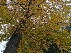 -四川大学(华西校区)