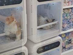 -老吴的猫·猫舍(新区店)