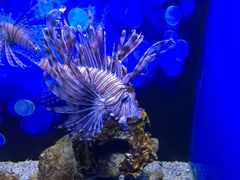 -芜湖新华联大白鲸海洋公园