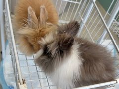 -怪兽屋·羊驼·猫咖·狗咖(俊华广场店)