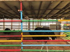 -南宫五洲植物乐园