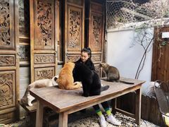 -喵屿·大理花园猫咖