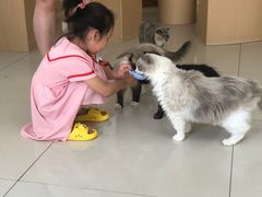 -鼓捣猫呢主题猫咖店