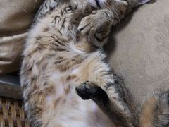 -创凡宠物医院·骨专科  猫科中心(西乡分院)