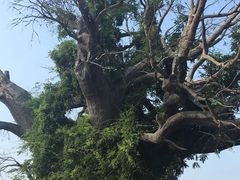 -大槐树寻根祭祖园