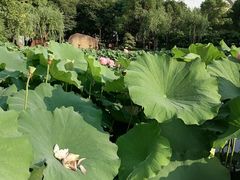 -陈家山荷花公园
