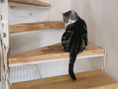 -团子家猫咪猫咖馆·柯基·柯尔鸭