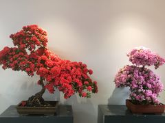 -上海滨江森林公园
