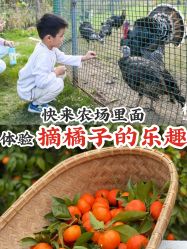 点击看大图 -前小桔亲子创意农场·草莓采摘·露营烧烤