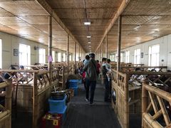 大堂-大鹅岛灶台鱼·铁锅炖(水库路店)