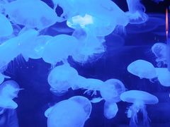 -太平洋海底世界