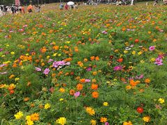 -顺峰山公园