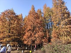 -青龙山国家森林公园