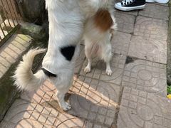 -成都爱之家动物救助中心
