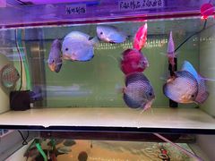 -花鸟鱼虫鲜花绿植市场(玉泉路店)