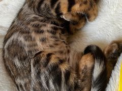 -北京观赏动物医院·24小时大型综合·猫专科·异宠专科