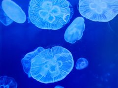 -上海海洋水族馆