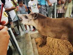 -西霞口神雕山野生动物世界