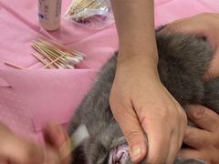 -北京观赏动物医院·24小时大型综合·猫专科·异宠专科
