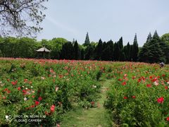 -上海滨江森林公园