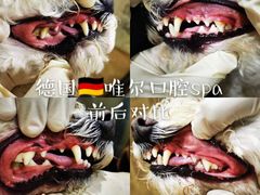-汪小喵宠物·戴维斯乐芳希施宠馨宝皮毛调理洗护店