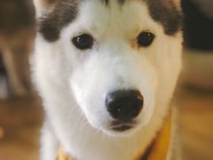 -Husky Go! 哈士奇体验馆·宠物咖啡厅狗咖