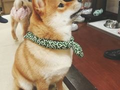 -逗柴咖啡屋·狗咖猫咖宠物桌游