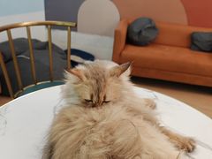 -1013 PET SHOP 宠物商店(近铁城市广场店)