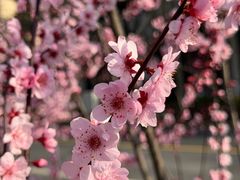 -新江湾城公园