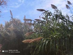景点-泗洪洪泽湖湿地景区