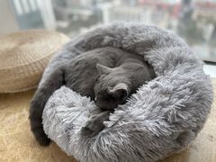 -Catmate·猫肥家润(金润铂宫店)